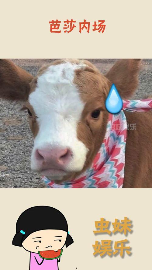 娱乐吃瓜酱果然,揭秘娱乐圈那些不为人知的幕后故事